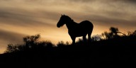 BLM evaluating how wild horses are managed in part of Pershing County