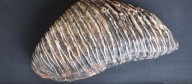 Buscador de tesoros halla enorme diente de mamut en Alemania