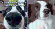 Border Collie Pretends to Balance Invisible Ball, Internet Can’t Believe His Focus