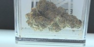 Central Texas THC stores navigate potential THC ban as Gov. Abbott hints at third special session