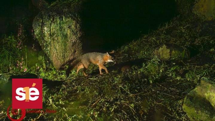 Nacen crías de cacomixtle en Ciudad Universitaria, símbolo de conservación en la UAEMéx