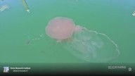 Floating ‘cotton candy’? Giant jellyfish spotted in Texas waters