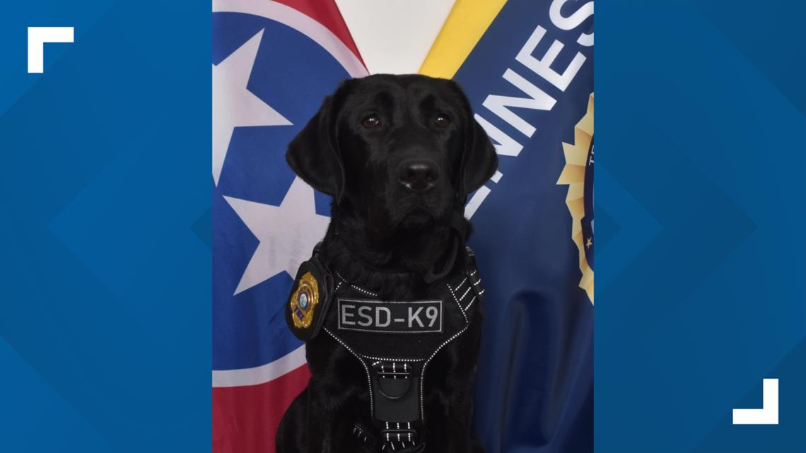 TBI welcomes K-9 to sniff out hidden electronics