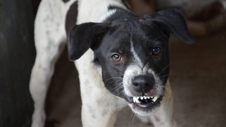 A los perros no les gustan ciertas personas y hay una explicación