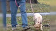 Pennsylvania Family Waits 16 Months To Be Reunited With Their Lost Dog