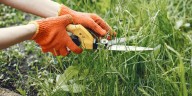 Cómo preparar el jardín para la primavera: cuándo podar y reubicar las plantas