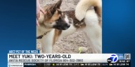 Meet Yuki, ABC7’s Pet of the Week!