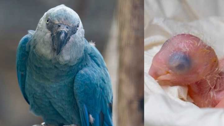 Nació en un zoológico belga un guacamayo azul de Brasil, extinto en estado salvaje hace 25 años