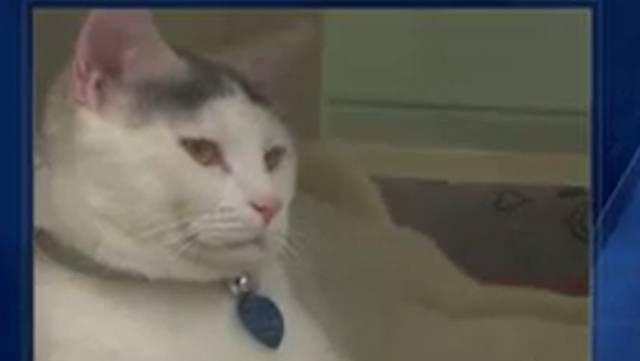Pet adoption is pushing to find 'forever homes'