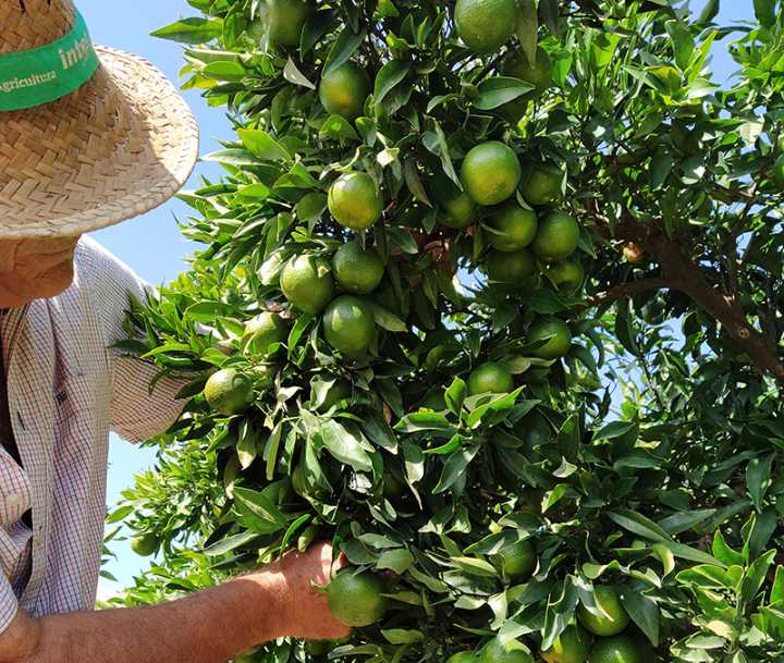 AVA-ASAJA pide “un Plan Marshall de apoyo al sector citrícola” tras un nuevo aforo a la baja