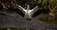 Massive tropical bird with 5-foot wingspan seen for first time in Colorado in 91 years