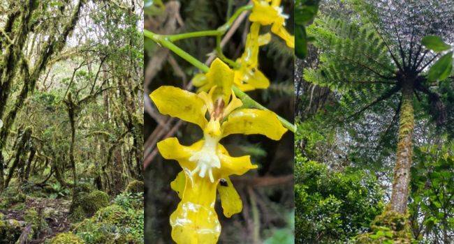 El bosque encantado, sacado de un cuento de hadas está en Cundinamarca, ¿ya lo conoce?