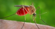 First human case of West Nile Virus reported in La Crosse County