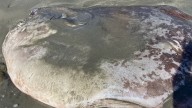 El extraño hallazgo en una playa: una criatura marina de 2 metros de largo