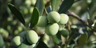 Olives take root in Oregon wine country