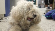 Pennsylvania Family Surrenders 15-Year-Old Dog, But What Happens Next Is A Testament To Second Chances