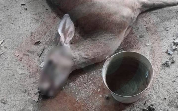Jauría atacó a un venado; murió durante su traslado