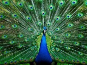 Florida man killed and ate his pet peacocks, authorities say
