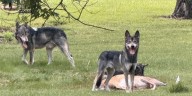 Animal experts share thoughts after wolf-dog hybrid ban in Roanoke