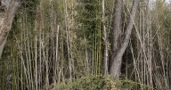 Frederick County Council discusses banning sale of invasive bamboo