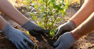 De plantar árboles, al bienestar emocional: conozca qué relación hay entre salud mental y naturaleza