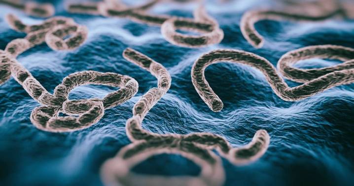Ebola outbreak declared in Africa as 15 die from deadly disease