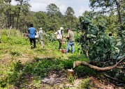 Retiran 6260 plantas ilegales de aguacate en Tacámbaro, Michoacán
