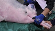 El delfín rosado del Amazonas sufre el mercurio de la "nueva fiebre del oro"