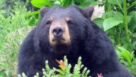 Black bear mother, cub spotted in Dartmouth crossing historic bridge