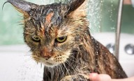 No es por miedo: la verdadera razón de por qué a los gatos no les gusta el agua
