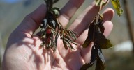 Clima extremo daña la agricultura chilena: Cultivos afectados aumentaron 15% en dos años