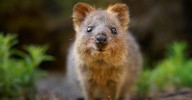 Ubuntu 25.10 'Questing Quokka' in UI freeze as release nears • The Register