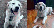 Police Dog Rewarded with McDonald's Happy Meal After Locating Missing Dementia Patient