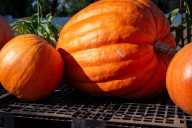 Pumpkin giveaway planned at Saginaw Food Club & Kitchen