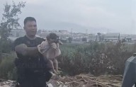 VIDEO: Policía de Ramos Arizpe salva a perrita en baldío