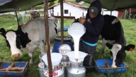 Incremento de 3,9% en el gasto real de leche durante el segundo semestre de 2025