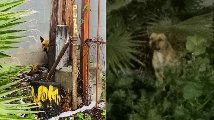 California Rescuers Tried To Help This Abandoned Pup, But He Still Wanted His Family To Come Back