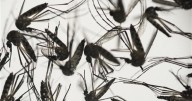 Utah County officials confirm 5 West Nile Virus cases