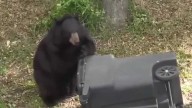 Conservation group sues to stop Florida's bear hunt