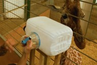 Zoo Giraffe with Nasal Congestion Learns How to Use Inhaler Device