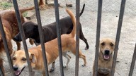 ¿Fue testigo de maltrato animal? este es el paso a paso para realizar una denuncia efectiva en Cali