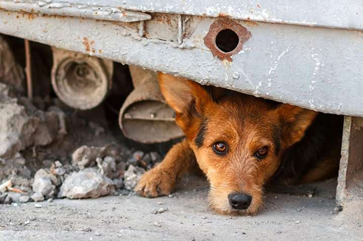 Especialistas destacan la importancia del cuidado de las mascotas ante temblores en Venezuela #28Sep