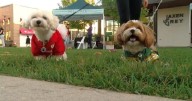 Dogs and owners gather for 'Yappy Hour' in Madison