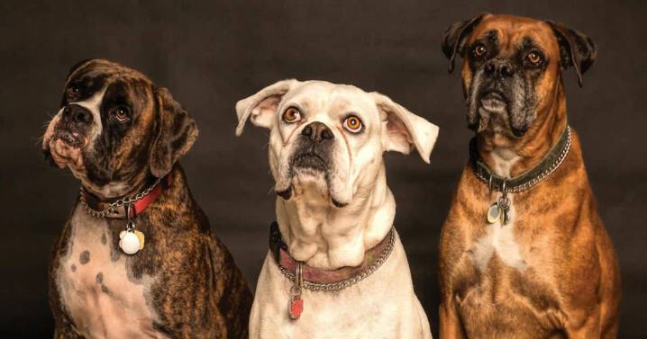 Dogs Crash Mom’s Bath Time, Parade Random Objects in Hilarious Show
