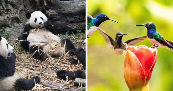 “A Conspiracy”:49 Of The Funniest Names For Groups Of Animals That Are Totally Real