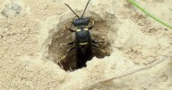 Minnesota DNR using wasps to slow spread of emerald ash borer in Chippewa National Forest