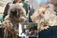 Wallaby, prairie dogs and dozens of exotic animals rescued from putrid NY house of filth: cops