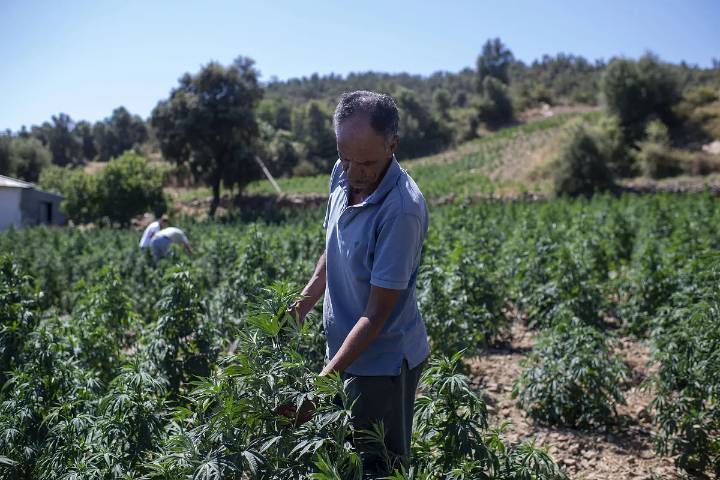 Un compuesto basado en un extracto de cannabis no adictivo reduce el dolor de espalda crónico