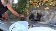 California Owners Abandon Puppy In Industrial Area, Leaving Him Heartbroken And Confused