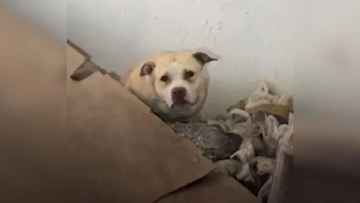 Missouri Dog Left Alone In A Crumbling House Shows A Stunning Change After Rescue